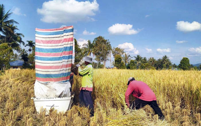 Padi Salibu, Teknologi Tanpa Olah Tanah di Kabupaten Tanah Datar