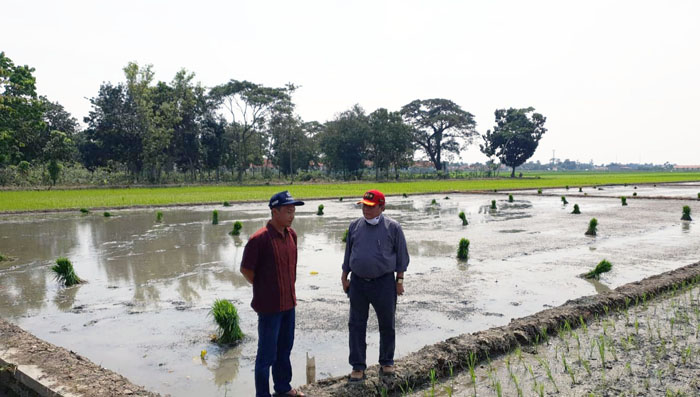 Padi Kaya Gizi, Kementan Dukung Pemalang Tanam Inpari IR Nutri Zinc