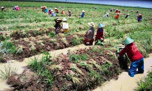 Penyuluh Sokong Taropo jadi Sentra Produksi Bawang Dompu