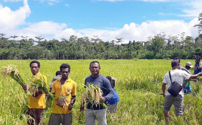 Kualitas Petani, Kemampuan SDM Pertanian Papua Setara 33 Provinsi