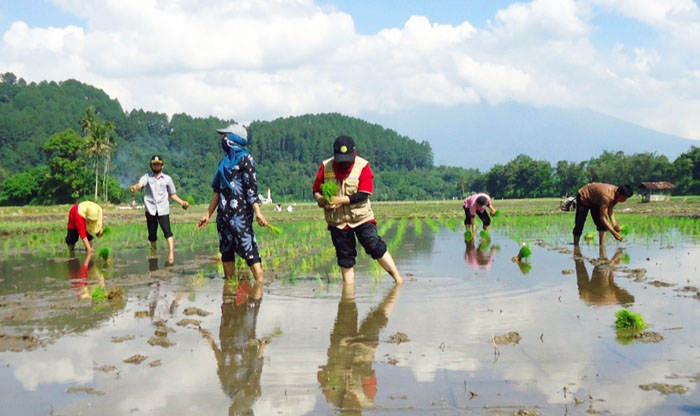 Semai Tanam Panen Serentak, Agam Gelar Gertak Setapa Songsong MT II