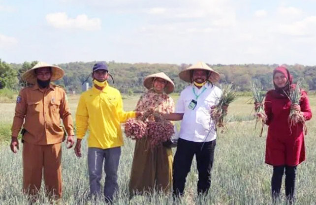 3.000 Hektar, Target Luas Tanam Bawang Merah Sumbawa