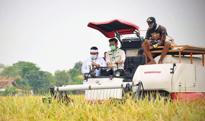 Musim Tanam II, Perkiraan Produksi Beras 15 Juta Ton dari 5,6 Juta Hektar