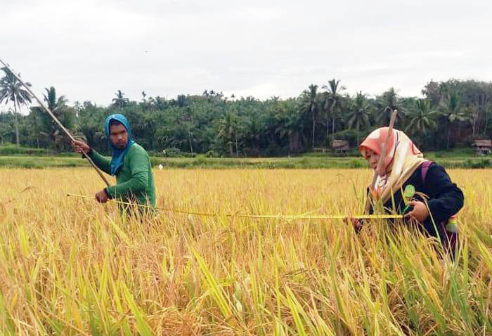 Tadah Hujan, Penyuluh Manna Dampingi Petani di Pantai Bengkulu