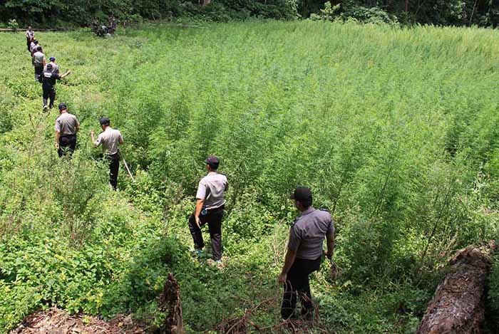 UU Narkotika Tetap jadi Acuan Kepmentan terkait Ganja