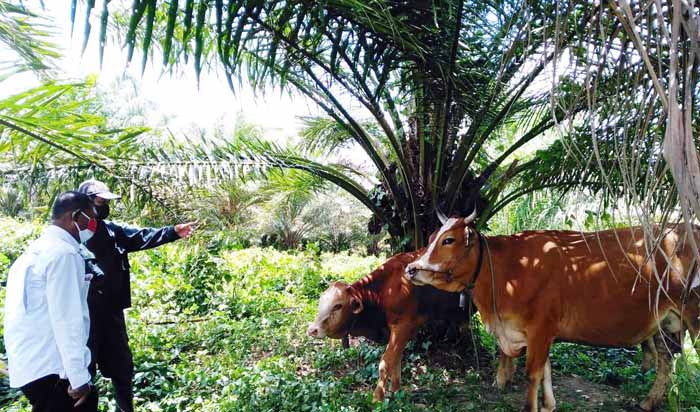 KostraTani Dukung Capaian Target SiKomandan di Papua Barat