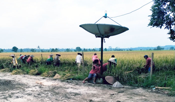 Padat Karya, Kementan Apresiasi Poktan Pandeglang Gandeng Buruh Tani