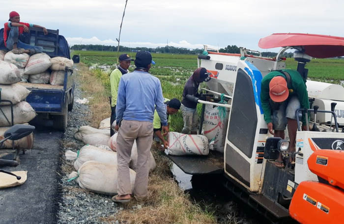 Kementan Bentuk 3 Korporasi dari 8 Gapoktan Bersama di `Food Estate` Kalteng