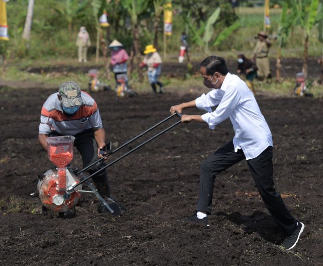 Jokowi Dorong Peningkatan Produktivitas Pertanian di Papua Barat