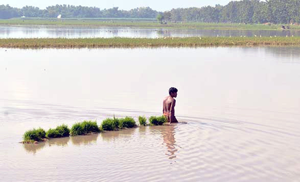 Terdampak Banjir, Kementan Siapkan Bantuan untuk Pertanian Kalsel
