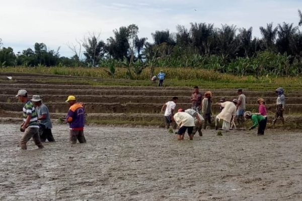 Pupuk Berimbang, Kementan Upaya Tingkatkan Produktivitas