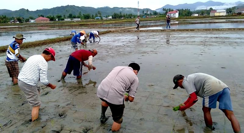 Penyuluh Gorontalo Dampingi Petani Sipatana Tanam Padi Nutrizink