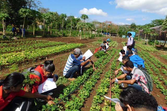 Analisis Kerusakan, Kementan Latih Petani Kendalikan Hama