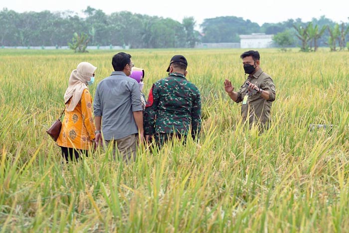 Ukur Produktivitas, Kementan Ajak Petani Terapkan Metode Ubinan