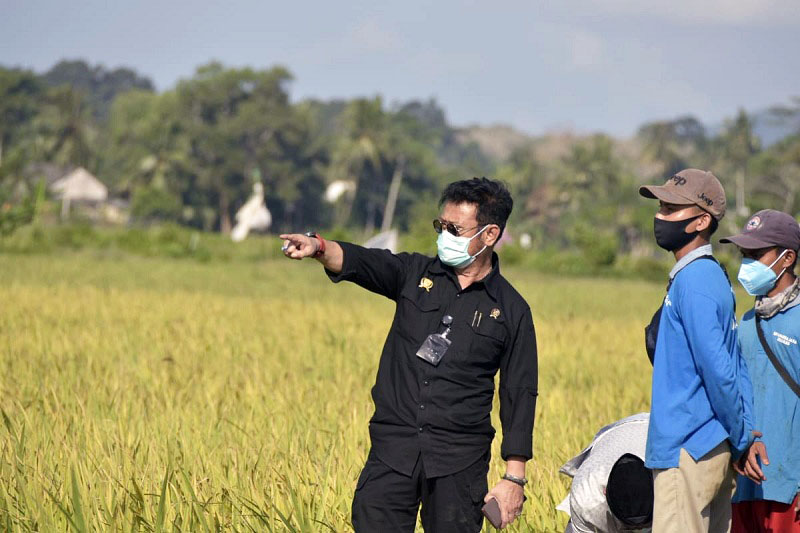 Hitung Produktivitas, Kementan Latih Petani Ubinan Jajar Legowo