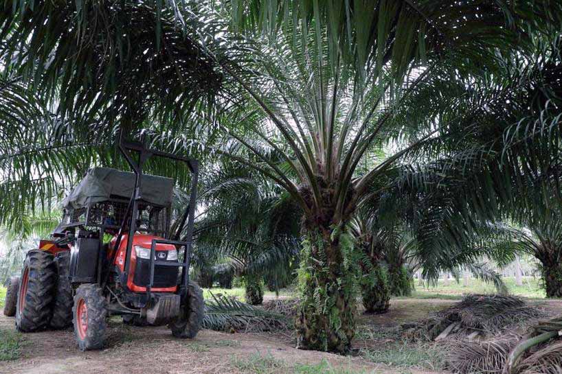 Tangkal Corona, Gapki Desak Perkebunan Sawit Perketat Prokes Covid-19