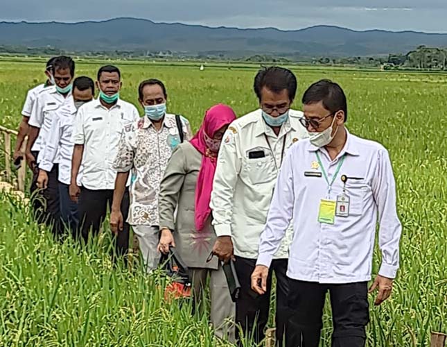 Food Estate, BPPSDMP Kementan Perkuat Koordinasi Tim Detasering