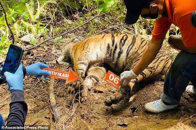 Luka Infeksi, Tiga Harimau Sumatera Mati di Aceh