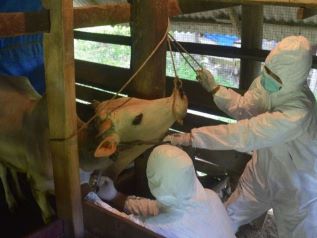 PMK Outbreak Spreads, 246 Cows Infected in Magetan
