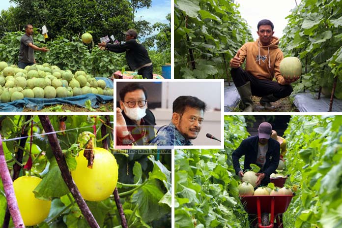 Didukung Kementan, Petani Milenial Pelaihari Sukses Budidaya Melon