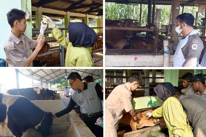 Tanggap Darurat, Siswa SMKPP Kementan Cegah dan Tangkal Wabah PMK 