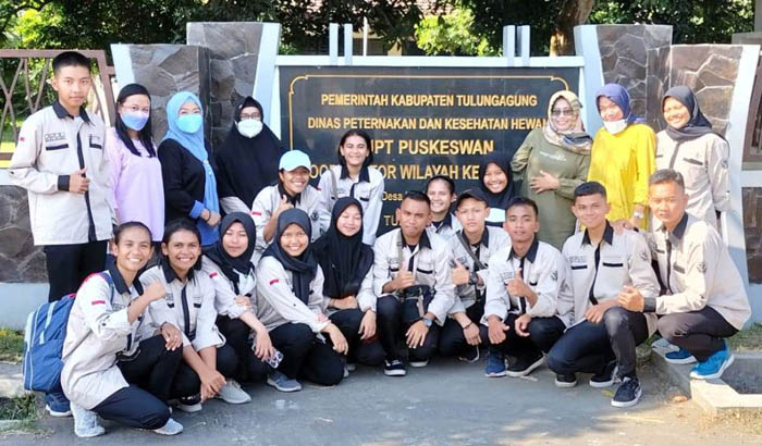 Tangani PMK di Tulungagung, Polbangtan Kementan Turunkan Tim Relawan 
