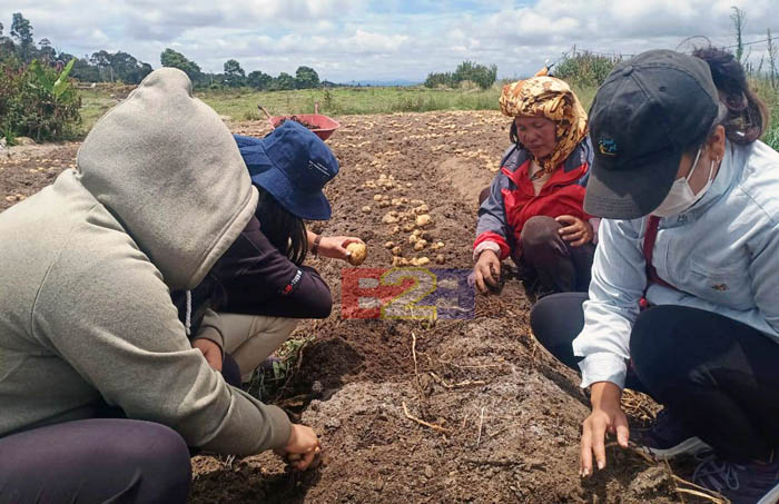 Alumni Polbangtan Kementan Kawal Panen Kentang di Food Estate Humbahas