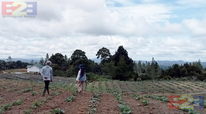 Kementan Kawal Petani Kubis Food Estate Humbahas Atasi Penyakit Tanaman