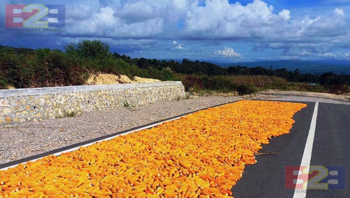 Petani dan Offtaker Panen Jagung di Lokasi Food Estate Humbahas