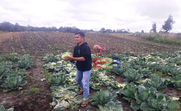 Food Estate Humbahas, Alumni Polbangtan Kementan Dampingi Panen Kol