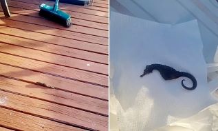 Terkejut, Seorang Ibu Temukan Kuda Laut Jatuh dari Langit di Rumah 