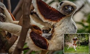 Inggris Berhasil Membiakkan Bayi Lemur ´Penari´ Pertama di Eropa