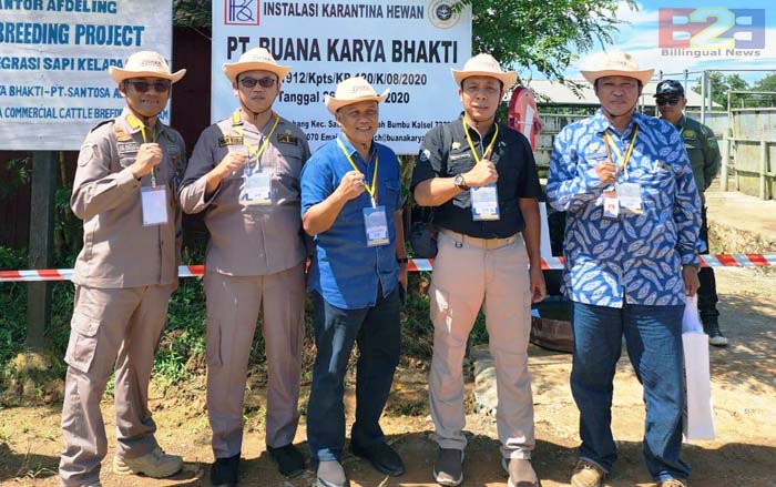 Siska Ku Intip, BBPP Kementan Kawal Integrasi Sapi - Sawit di Kalsel