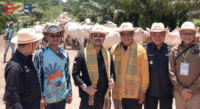 Integrasi Sapi - Sawit, Mentan Targetkan Kalimantan Mandiri Daging dan Susu
