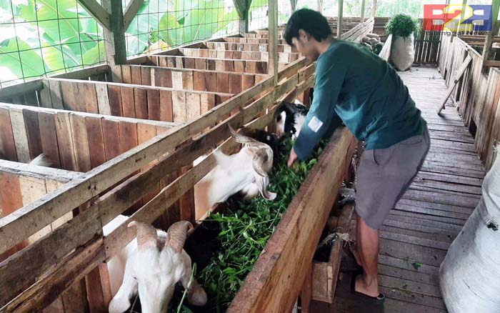 Alumni Polbangtan Kementan Sukses Beternak Kambing dan Domba