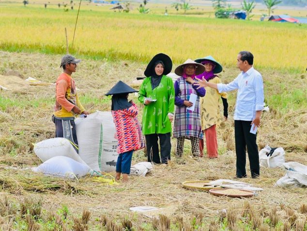 Cek Harga Gabah, Jokowi Hampiri Petani Sedang Panen di Bandung