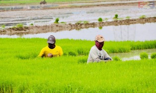 FGD HITI: Kebijakan Publik Biosaka Harus berdasarkan Kajian Ilmiah