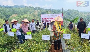 Sukses Panen Cabai, Kementan Optimalkan Petani Muda di Cianjur