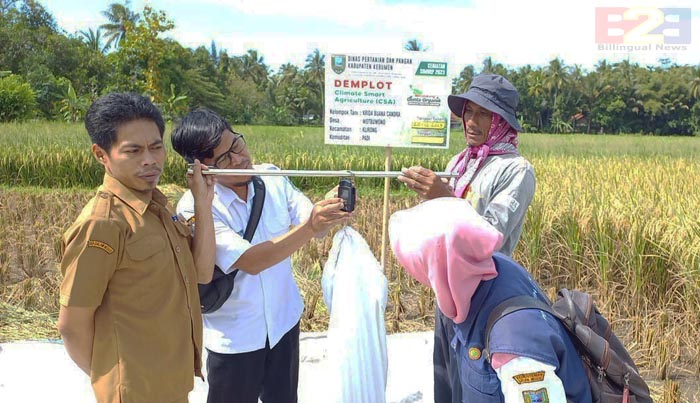 Awali Panen, Demplot CSA Genta Organik Kebumen Tembus 10,94 ton/ha