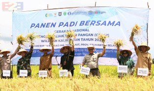 Ketahanan Pangan, Kementan Kawal Petani Muda Tanah Laut Panen Raya Padi Lokal