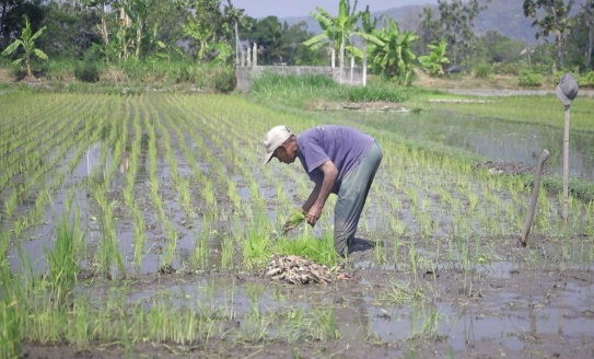 Alokasi Pupuk Subsidi Naik 100%, Petani Papua Selatan Siap Tingkatkan Produktivitas