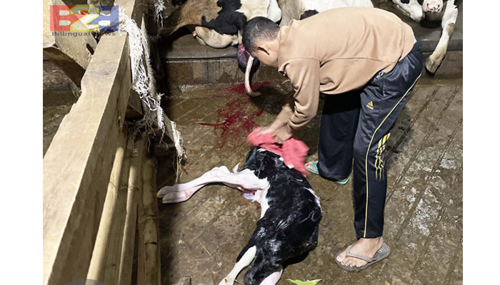 Mahasiswa Polbangtan Kementan Berhasil Bantu Kelahiran Sapi Friesian Holstein