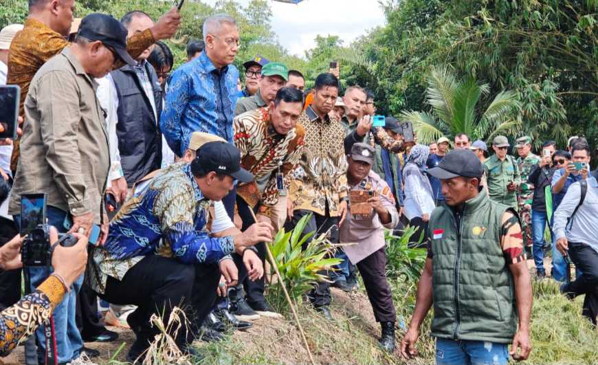 Mentan Amran Panen Padi di Kabupaten Banyuasin, Yakin Bisa Jadi Lumbung Pangan Nomor Satu Nasional