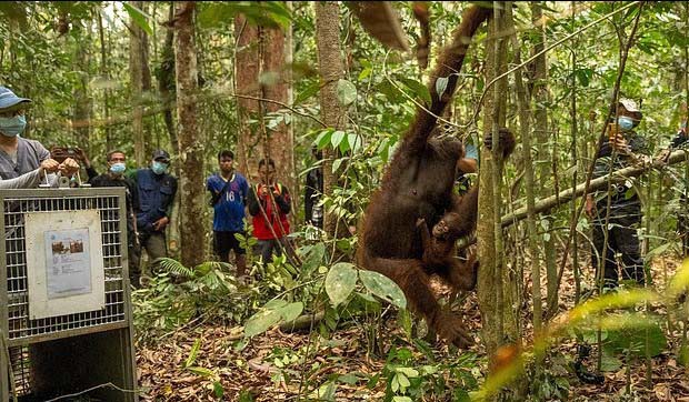 Indonesia Relocates 8 Orangutans into Protected Forest after Rescue from Wildfires