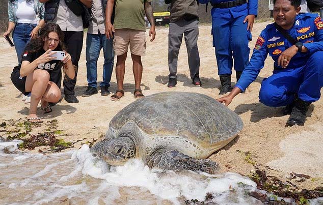 20 Penyu Hijau Dikembalikan ke Laut setelah Penggerebekan Penyelundupan di Bali<br><i>Indonesia Returns 20 Green Sea Turtles to the Ocean after Bali Smuggling Raid</i> Indonesia Returns 20 Green Sea Turtles to the Ocean after Bali Smuggling Raid
