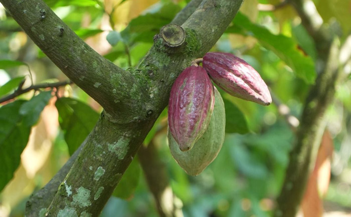 Hilirisasi jadi Kunci, Nilai Ekspor Kakao Tembus US$2,65 Miliar<br><i>Indonesia´s Cocoa Export Value Reaches US$2.65 Billion</i> Indonesia´s Cocoa Export Value Reaches US$2.65 Billion