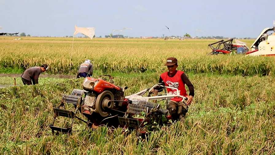 Mentan: Produksi dan Stok Pangan Nasional Tetap Aman di tengah Dinamika Cuaca