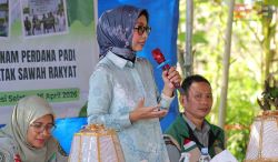 Indonesia Increases Rice Production through the Development of Smallholder Rice Fields?