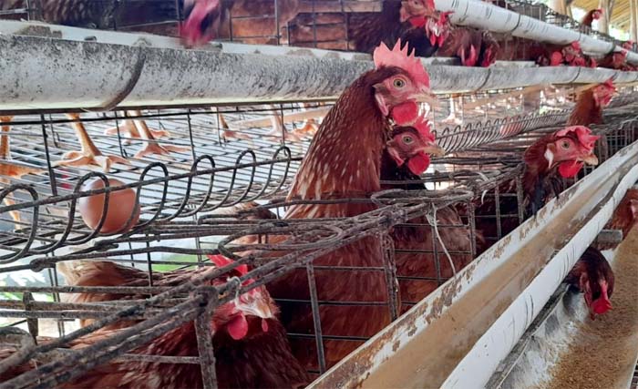 Kisah dari Balik Produksi Ayam Petelur