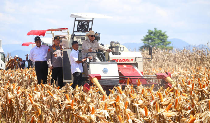 Produksi Jagung Nasional Meningkat 9,34% Sepanjang 2025